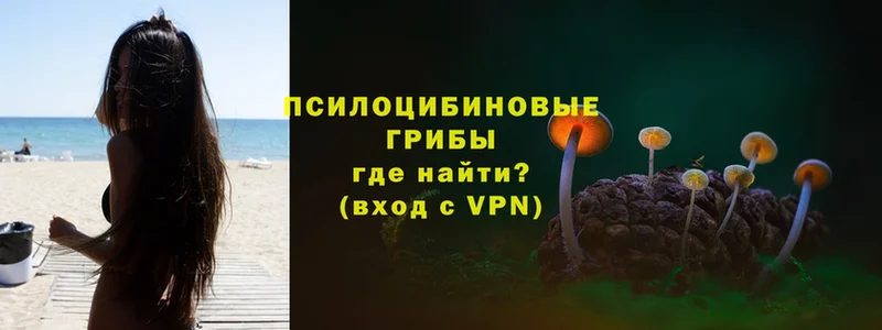 Псилоцибиновые грибы Psilocybe  кракен как зайти  Усть-Джегута  как найти наркотики 